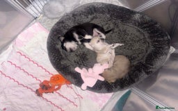 Frug dogs for sale: 3 frug puppies looking for there forever homes. - Advert 9