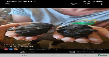 Guinea Pig rodents in Blackpool - Advert 4