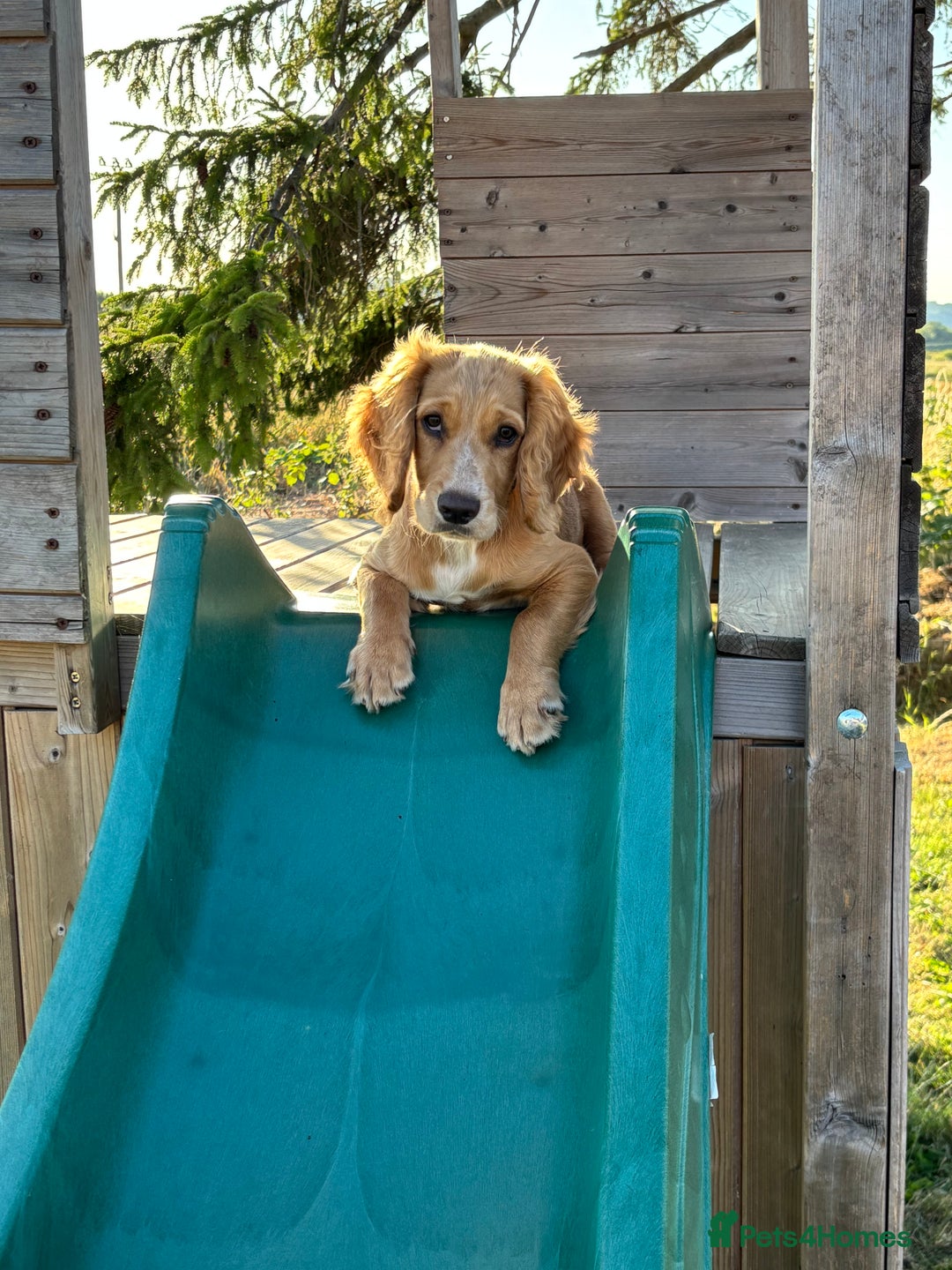 Cocker Spaniel dogs for sale: Male Working Cocker Spaniel - Advert 9