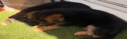 German Shepherd dogs for sale: Long hair Czech/Polish German Sherpard - Advert 5