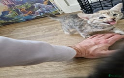 British Shorthair cats for sale: British short-hair x ragdoll  - Image 2