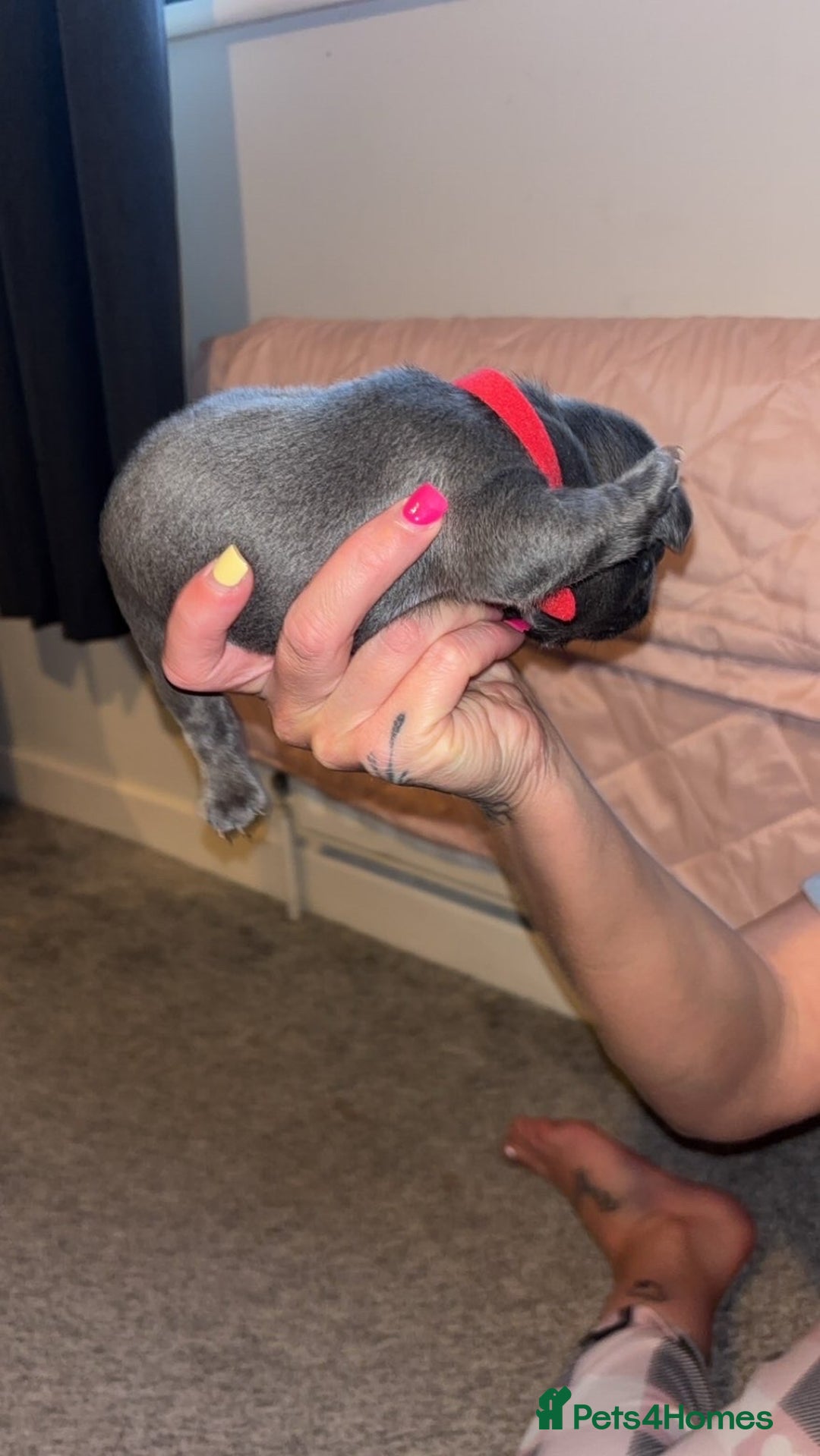 French Bulldog dogs for sale: French bulldog puppies  - Image 14
