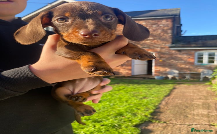 Dachshund dogs - Advert 4