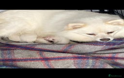 Pomeranian dogs for sale: Pomeranian Pups - Image 3