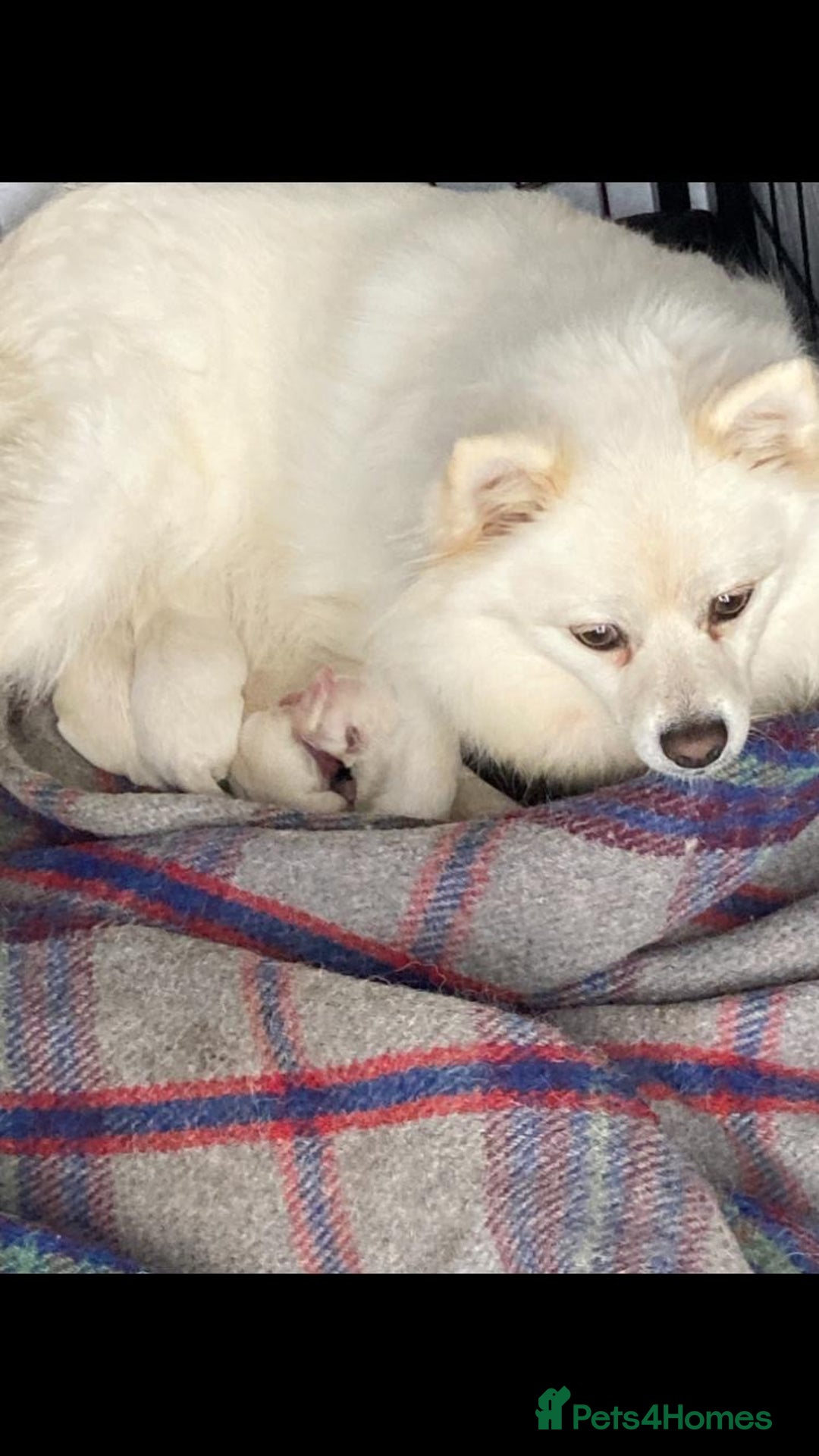 Pomeranian dogs for sale: Pomeranian Pups - Image 3