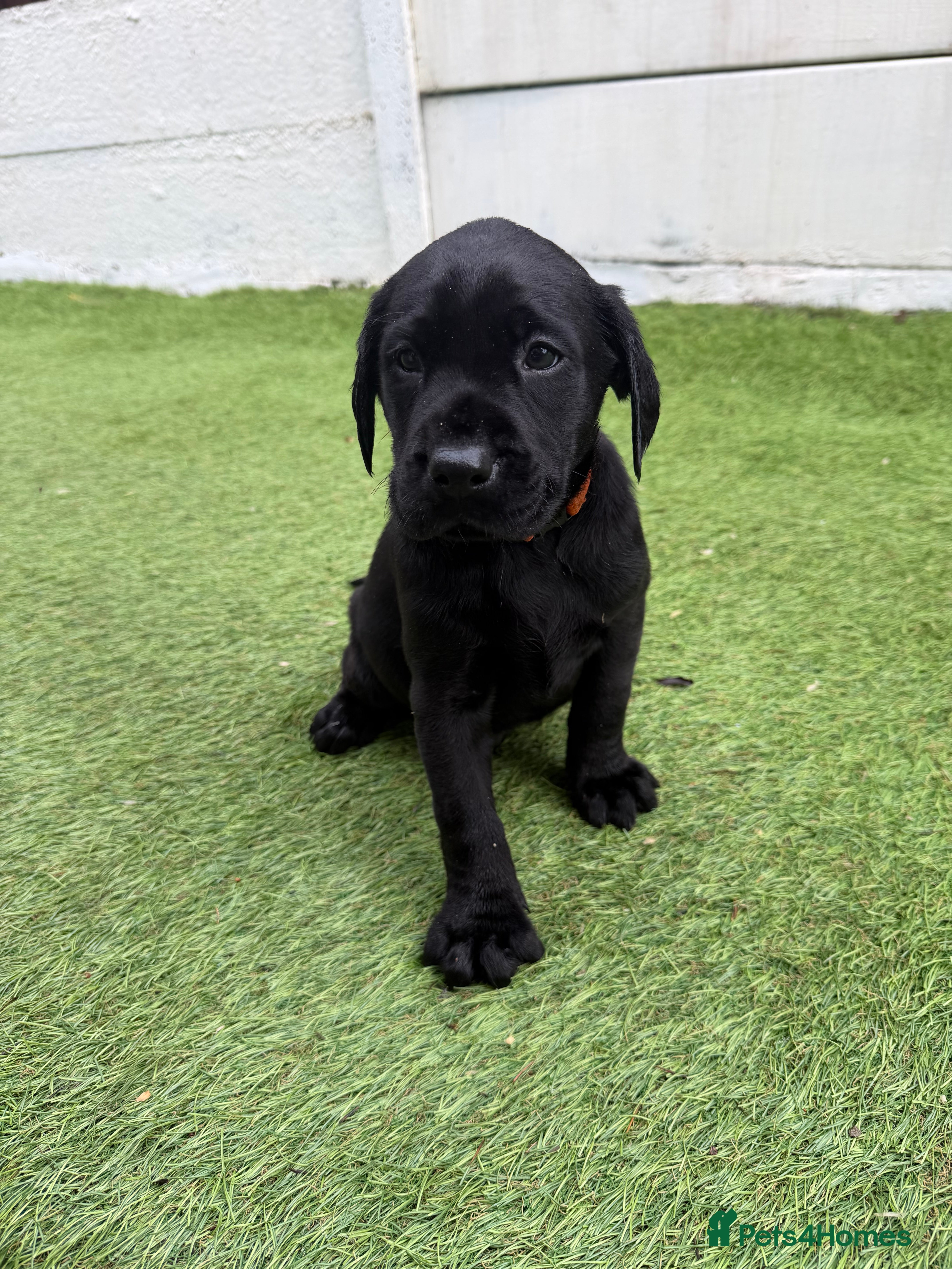 Labrador Retriever dogs Labradors last 1 chunky black boy available  - Advert 9