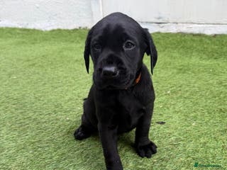 Labrador Retriever dogs All reserved - Advert 2