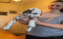 Dalmatian dogs for sale: Absolutely stunning liver puppy  - Image 26