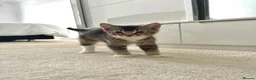 Abyssinian cats for sale: 2/6 LEFT - Abyssinian Tabby Kittens!!! - Advert 2