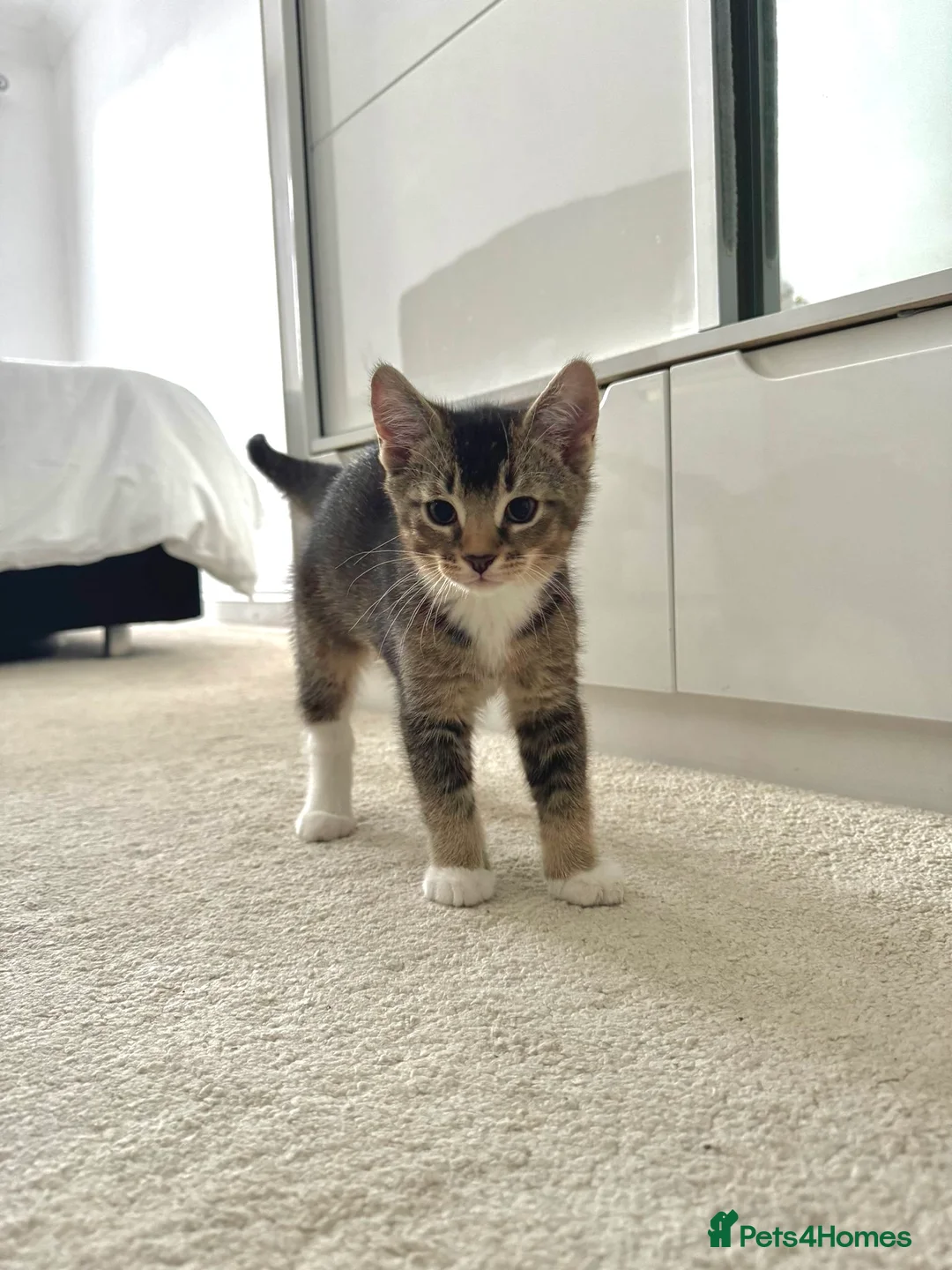 Abyssinian cats for sale: 2/6 LEFT - Abyssinian Tabby Kittens!!! - Advert 2