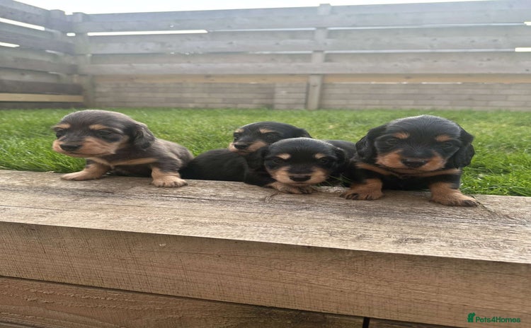 Miniature Dachshund dogs - Advert 15