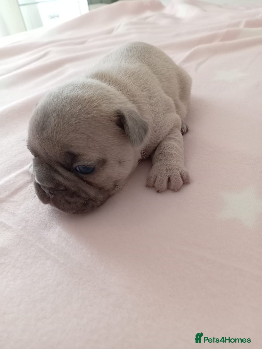 French Bulldog dogs for sale: Platinum cream velvet french bulldogpup 4 week old - Image 3