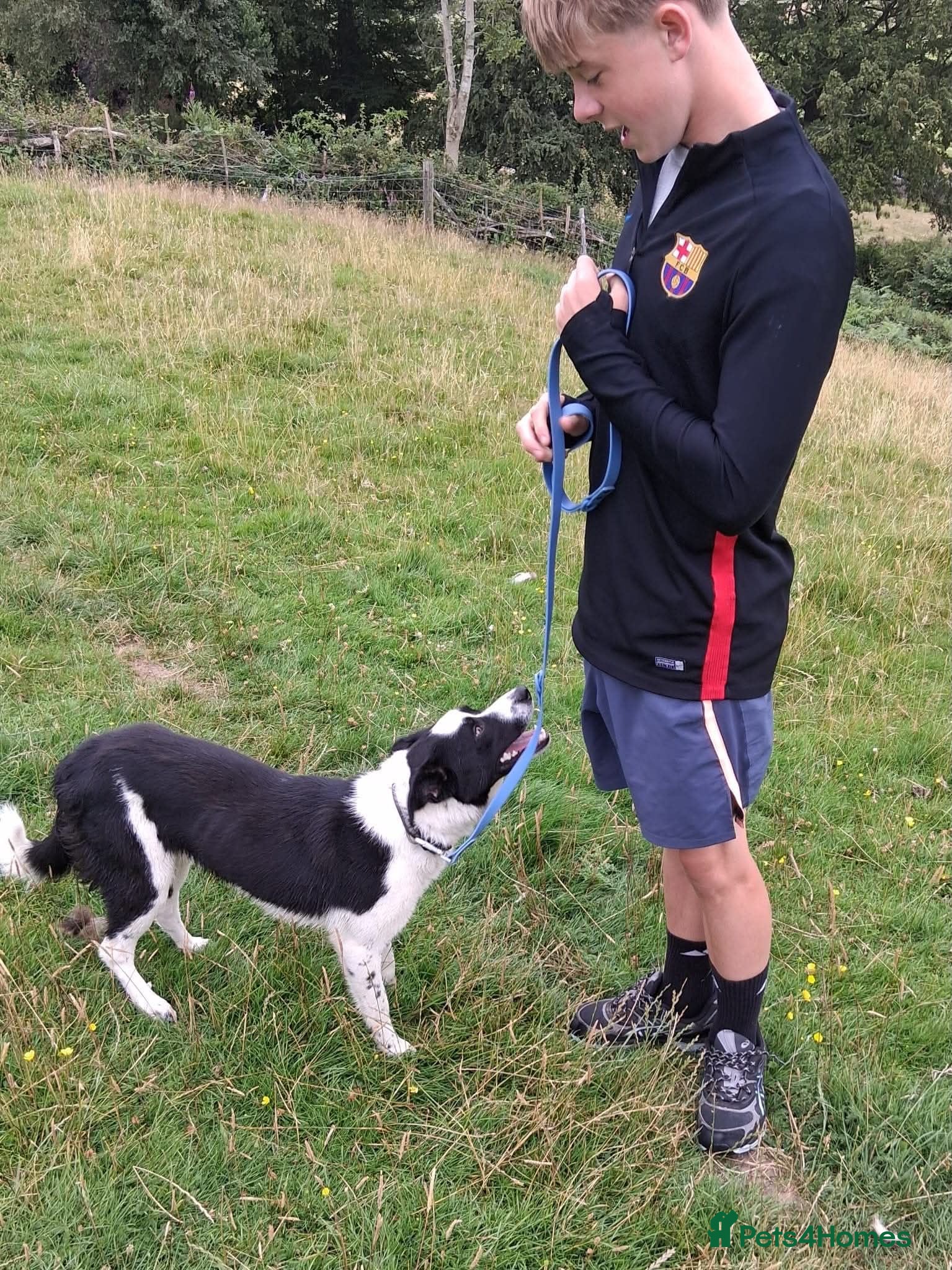 Border Collie dogs Goofy Border Collie - Advert 2