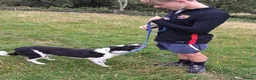 Border Collie dogs for sale: Goofy Border Collie - Advert 2