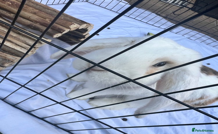 English Lop rabbits - Advert 1