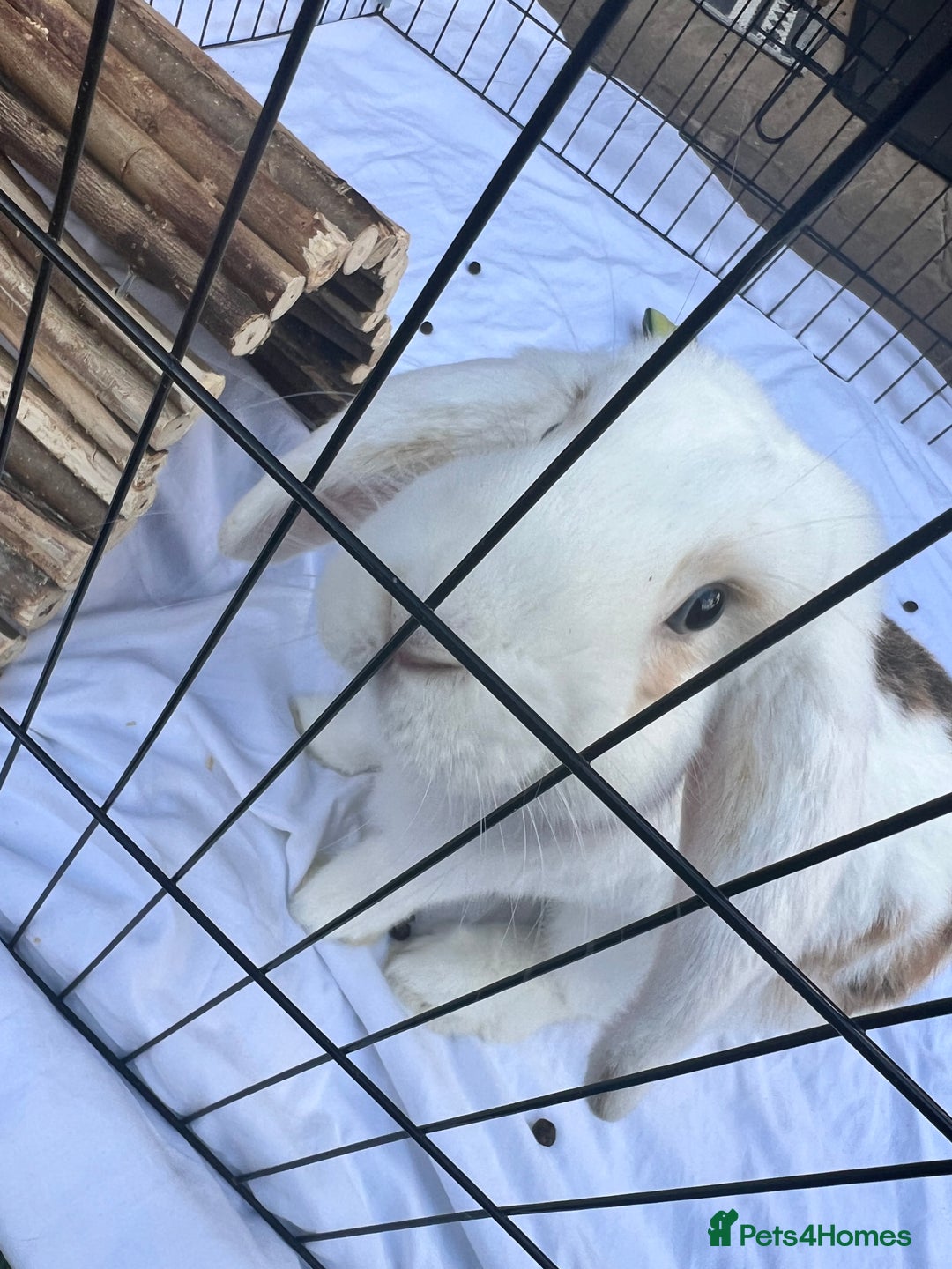 English Lop rabbits for sale: Simmie The Sweetheart - Image 1