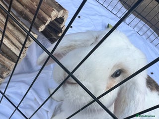 English Lop rabbits - Advert 6