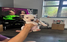 Mixed Breed dogs for sale: French bulldog x - Image 5