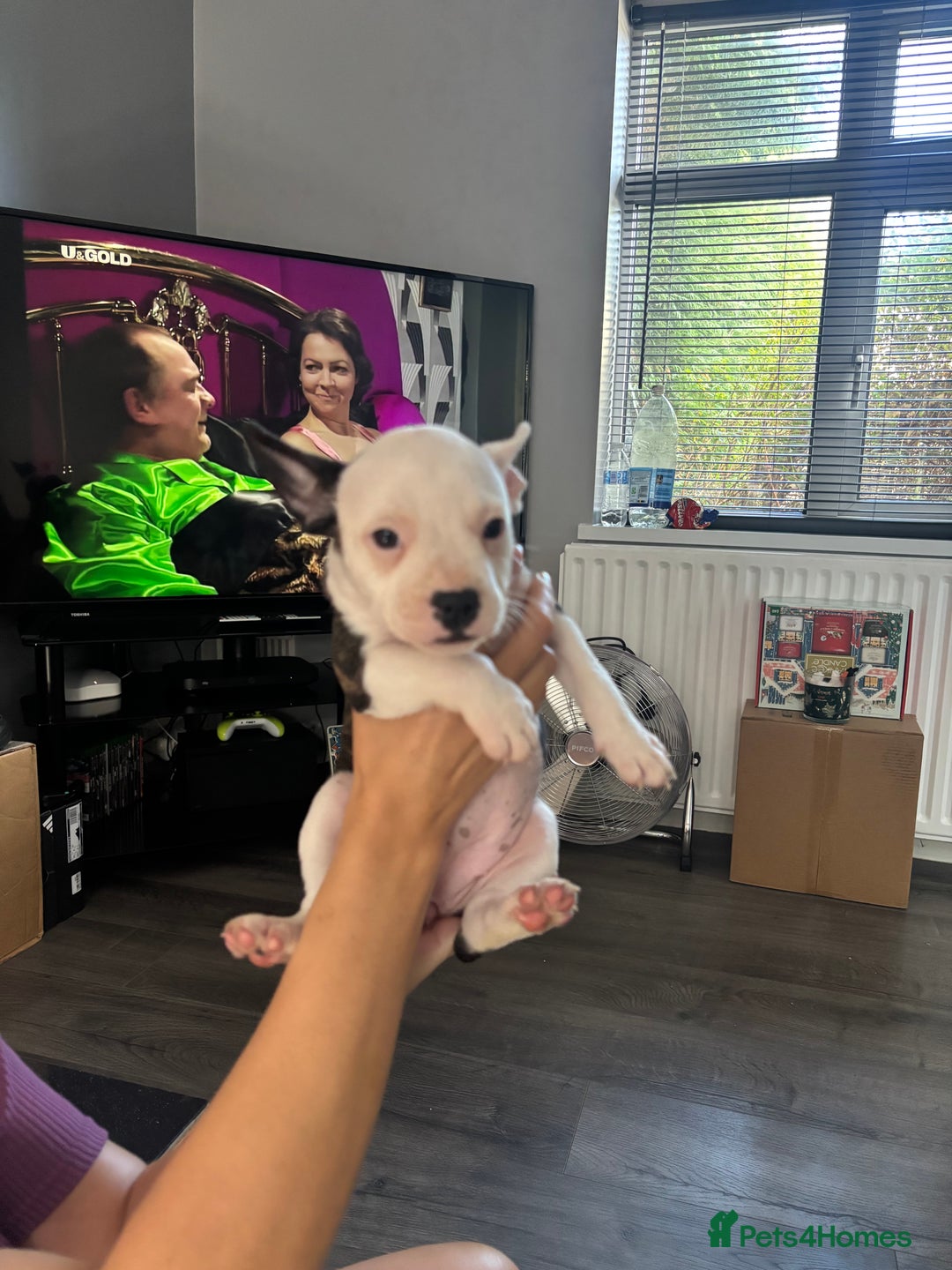 Mixed Breed dogs for sale: French bulldog x - Image 5