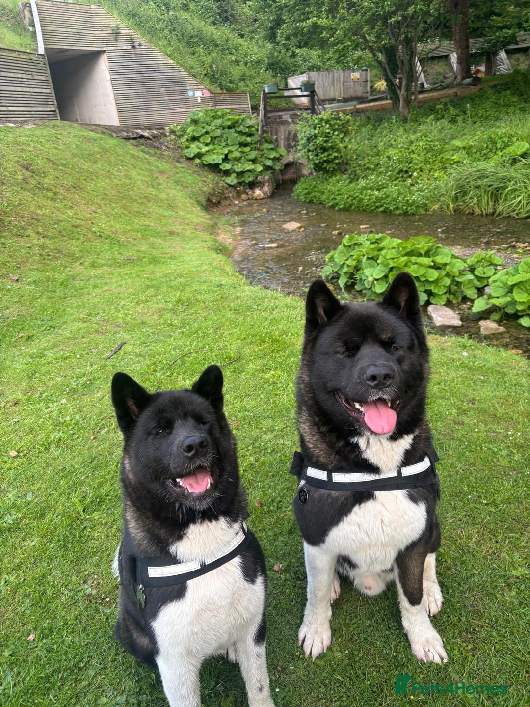 Akita dogs for stud: Koda whitmore  - Advert 6