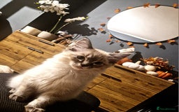 Ragdoll cats for sale: Fluffdoll Ragdoll  - Image 4