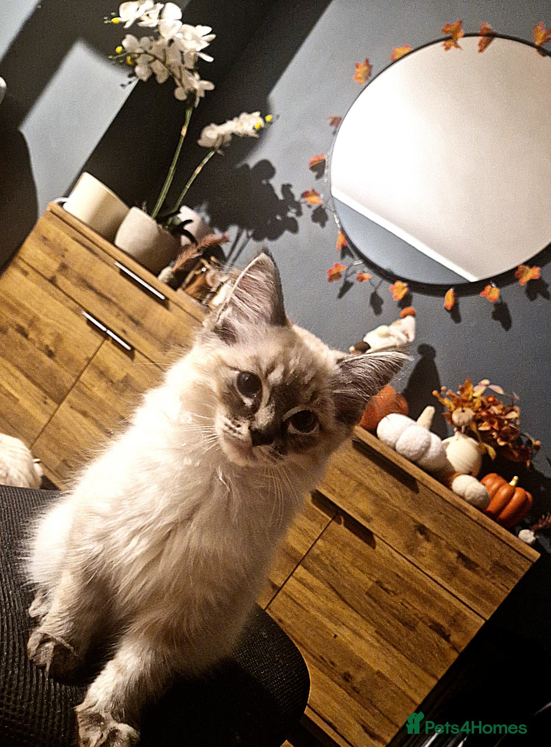 Ragdoll cats for sale: Fluffdoll Ragdoll  - Image 4