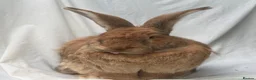 Continental Giant rabbits for sale: Bonded pair of rabbits  in Bedford - Advert 2
