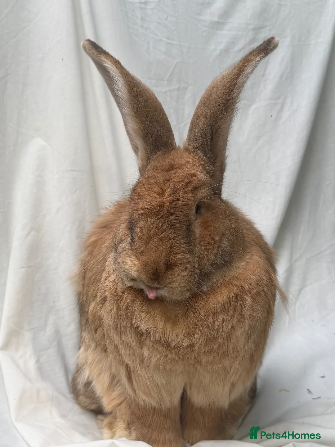 Continental Giant rabbits for sale: Bonded pair of rabbits  in Bedford - Advert 2