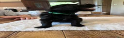 Labradoodle dogs for sale: Beautiful happy labradoodle puppies Ready 15.07.26 - Advert 11