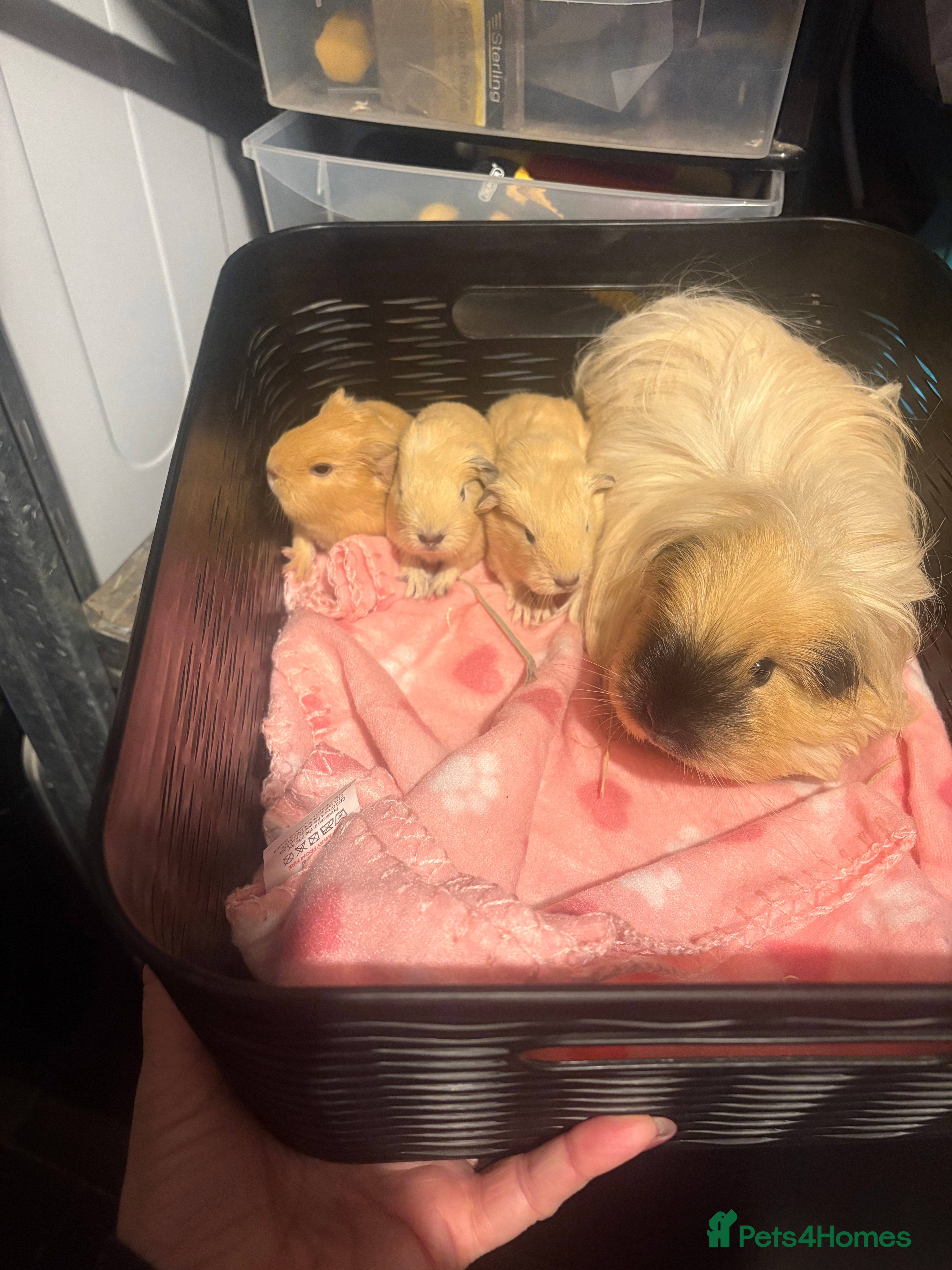 Guinea Pig rodents Male guinea pigs £40 each 1  adult sow £40  - Advert 9