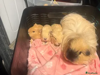 Guinea Pig rodents Male guinea pigs £40 each 1 adult sow £40 - Advert 9
