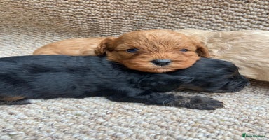 Cavapoo dogs - Advert 2