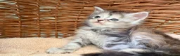 Maine Coon cats for sale: Tica registered 4 female mainecoons left,  polys - Advert 18