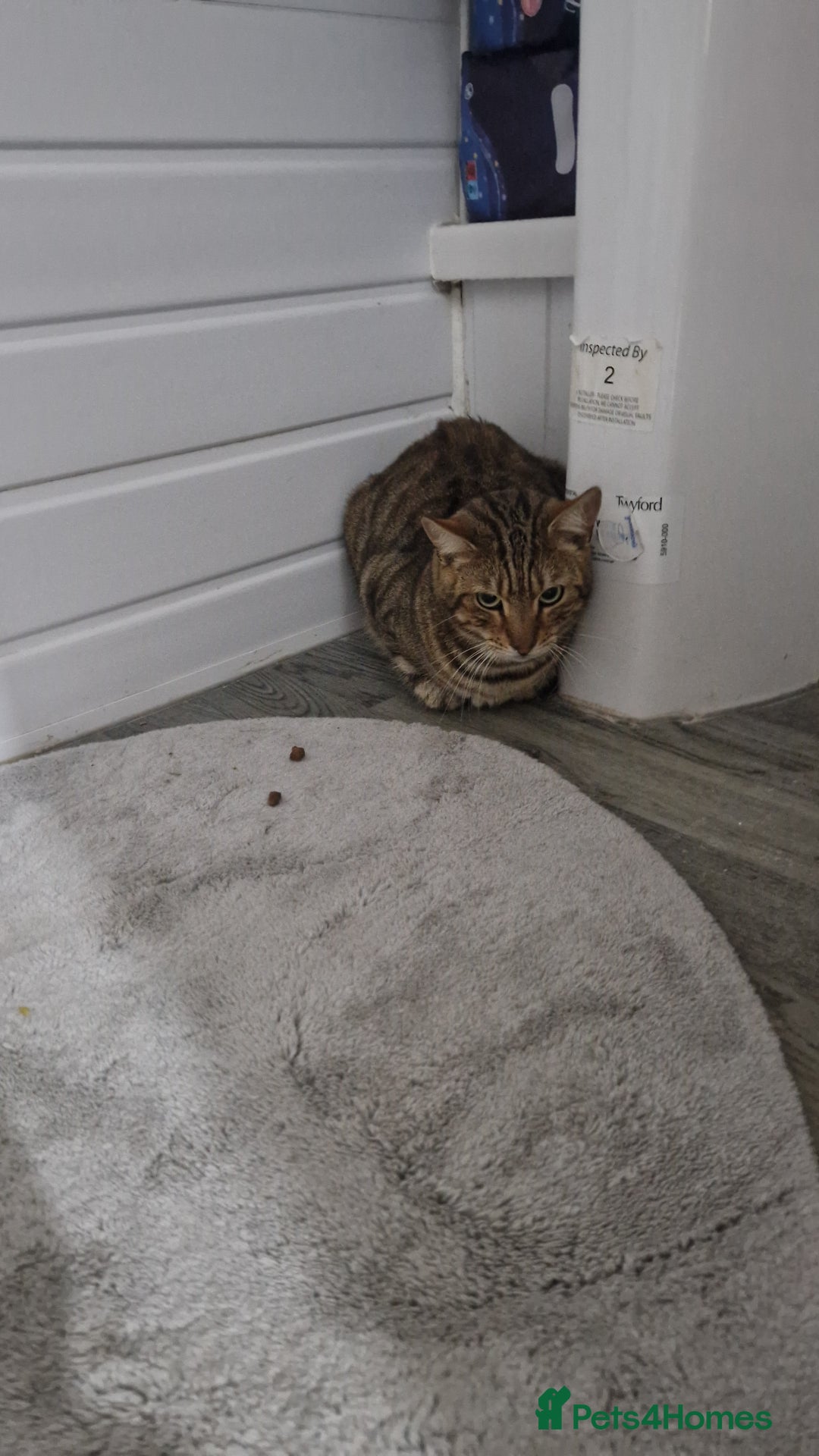 Mixed Breed cats for sale: Monster aged 2 - Advert 8