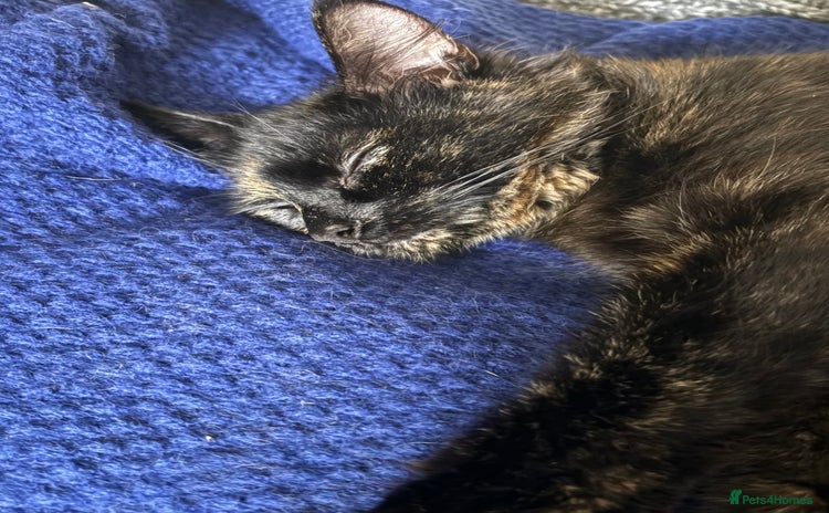 Mixed Breed cats - Advert 4