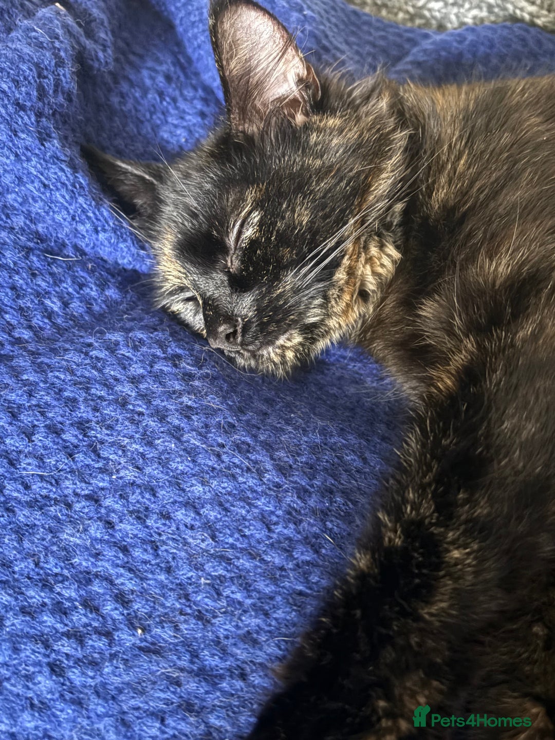 Mixed Breed cats for sale: Beautiful little of kittens  - Image 1