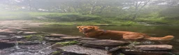 Golden Retriever dogs for stud: Fox red golden retriever to stud out  - Advert 10