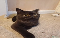 British Shorthair cats for sale: Rare British shorthairs - Image 8