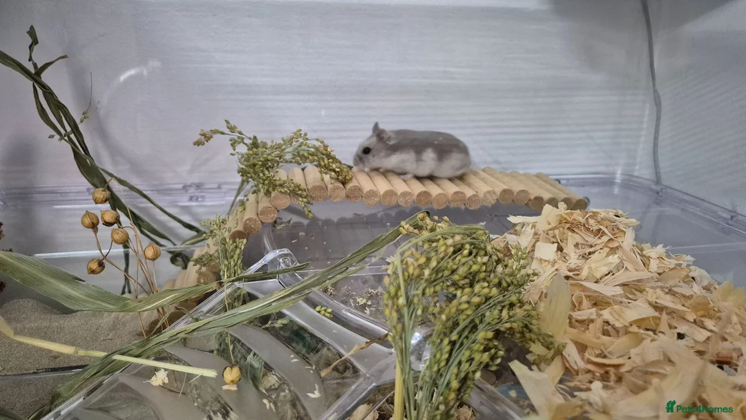 Hamster rodents for sale: Baby Sapphire winter white male hamster - Advert 2