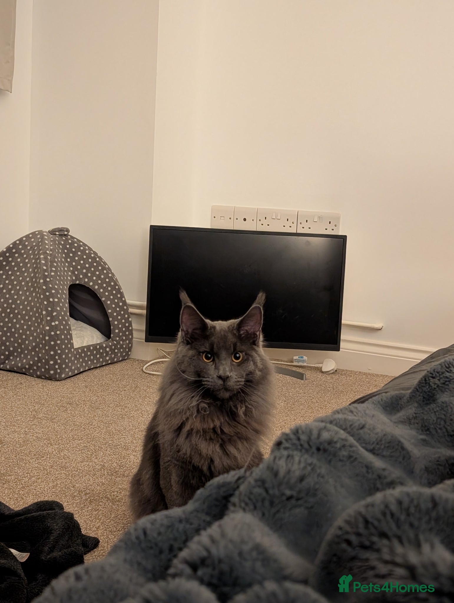 Maine Coon cats 5.5month old Male Maine Coon - Advert 4