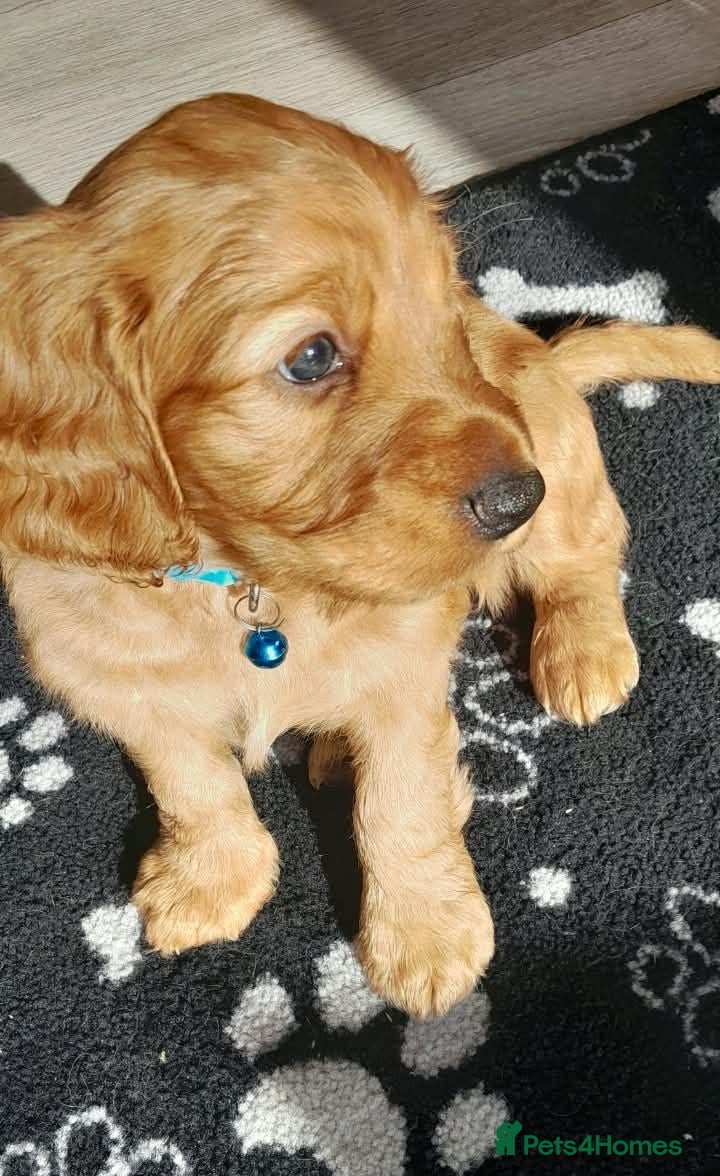 Cockapoo dogs Gorgeous & Adorable F1b Puppies   - Advert 2