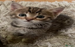 Savannah cats for sale: 2 beautiful Savannah kittens - Image 7