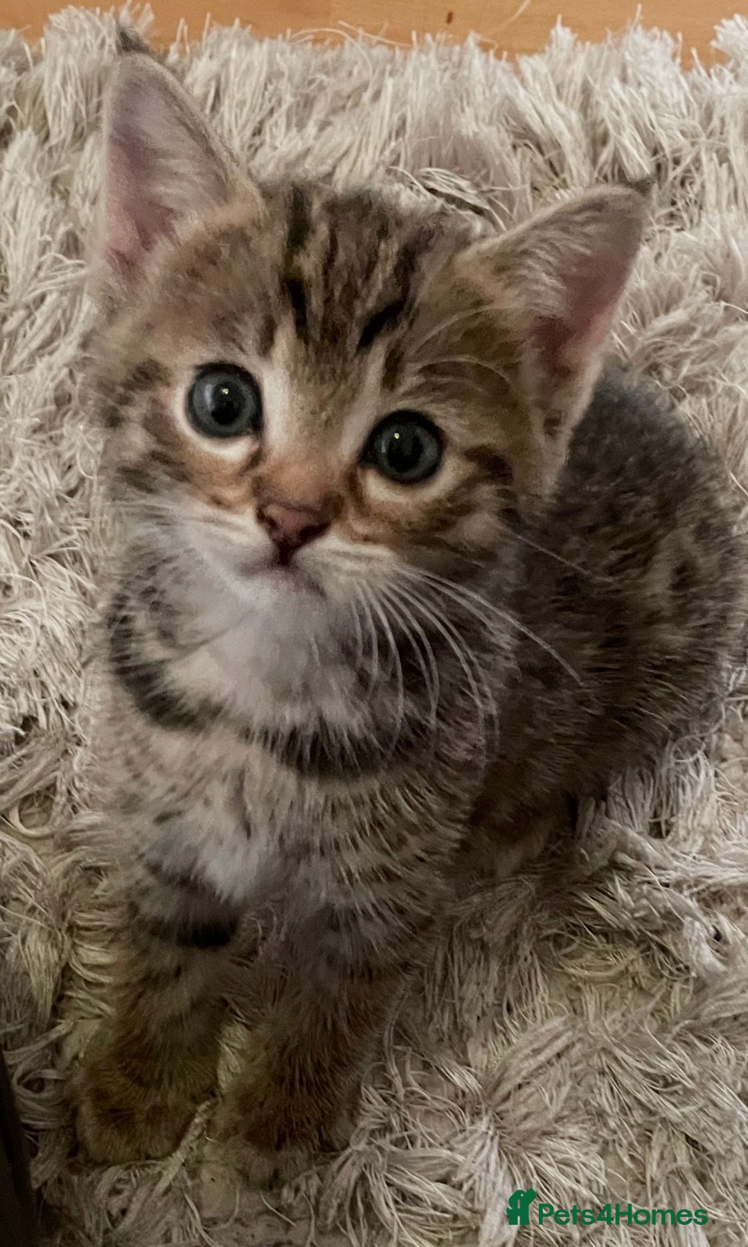 Savannah cats for sale: 2 beautiful Savannah kittens - Image 7