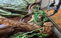Gecko reptiles for sale: Crested Gecko and set up - Image 7