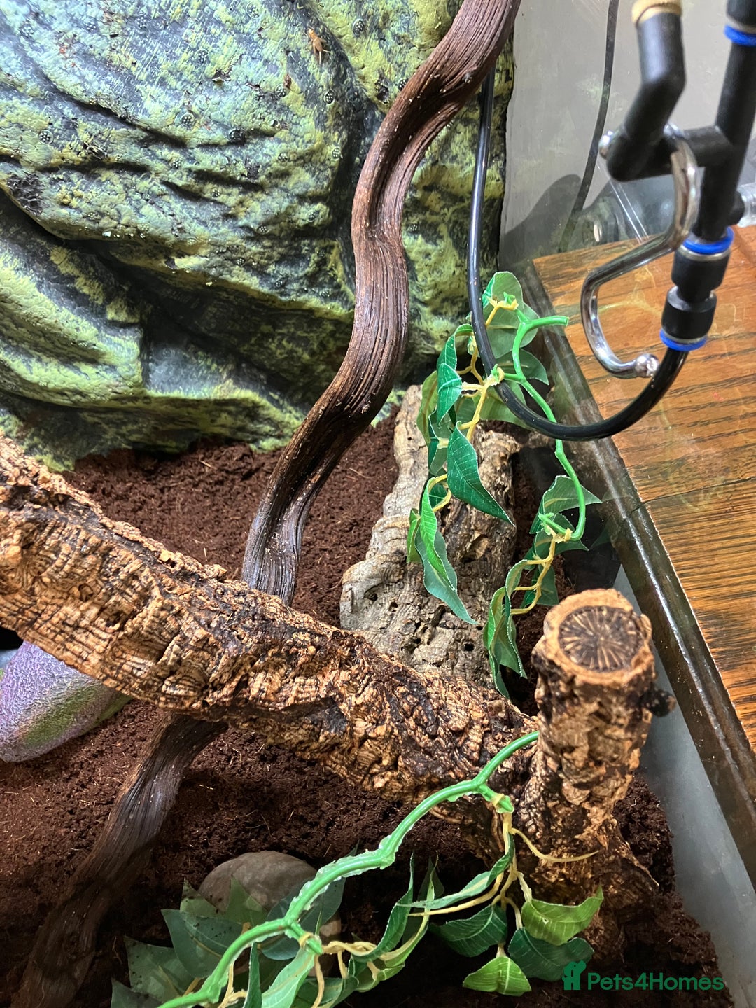 Gecko reptiles for sale: Crested Gecko and set up - Image 7