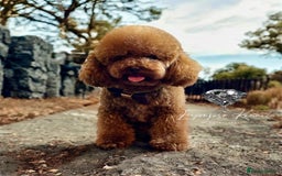 Toy Poodle dogs for stud: 🔥One-in-a-Million Asian ☕️ toy poodle DNA Stud🧸 in Thetford - Image 1