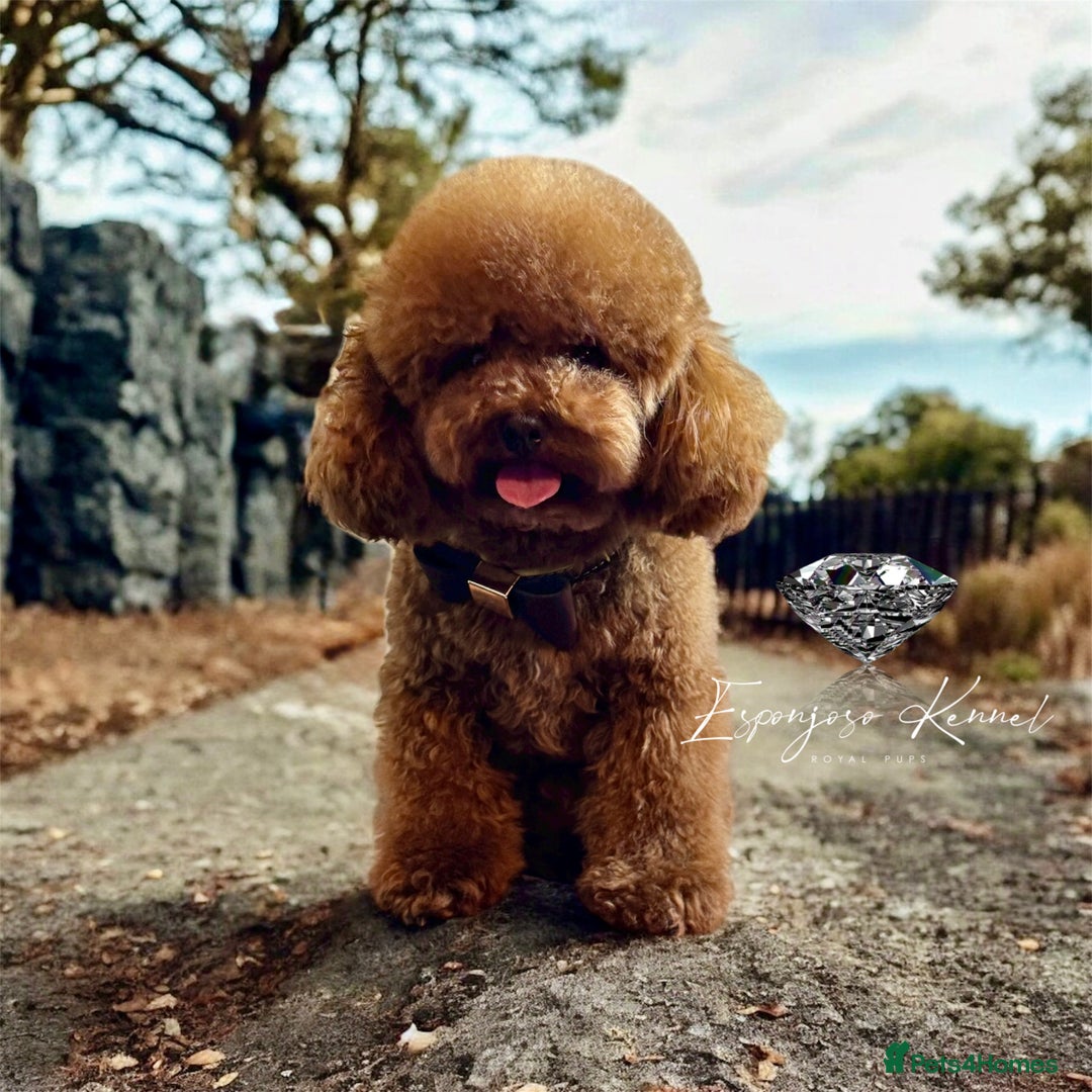 Toy Poodle dogs for stud: 🔥One-in-a-Million Asian ☕️ toy poodle DNA Stud🧸 in Thetford - Image 1