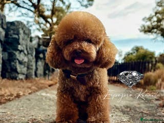 Toy Poodle dogs 🔥One-in-a-Million teddy Asian toy poodle DNA Stud in Thetford - Advert 23