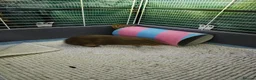 Guinea Pig rodents for sale: 🐹Beautiful Guinea Pigs Need Forever Homes🐹 - Advert 9