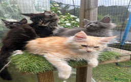 Maine Coon cats for sale: 🔥 TICA Maine coon kittens 🔥  READY NOW 💕💕 - Image 26